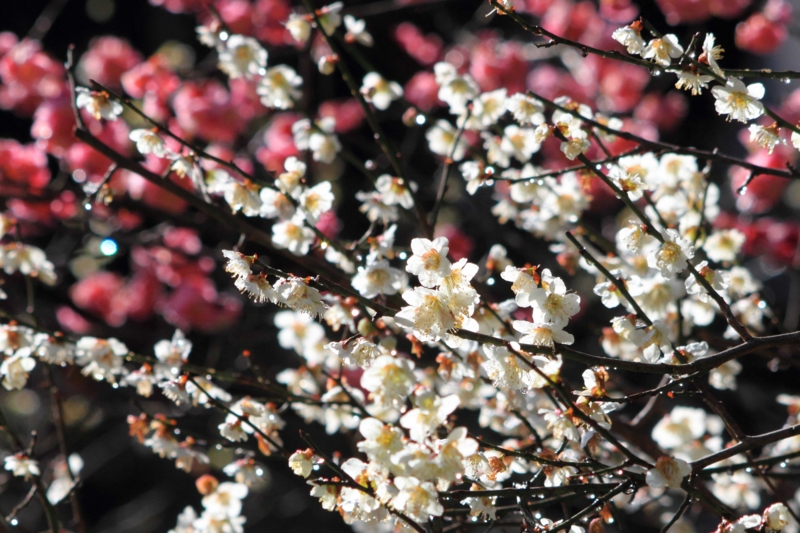 f:id:hiroshisj:20140317162857j:image