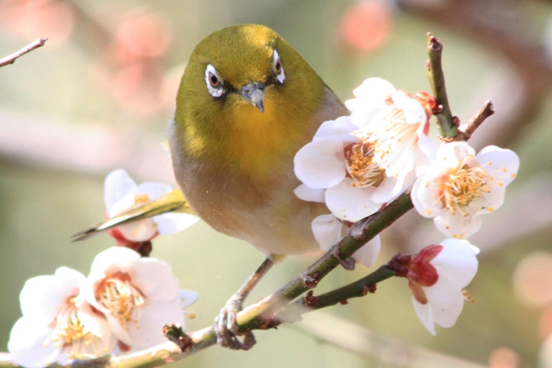 f:id:hiroshisj:20140317162916j:image