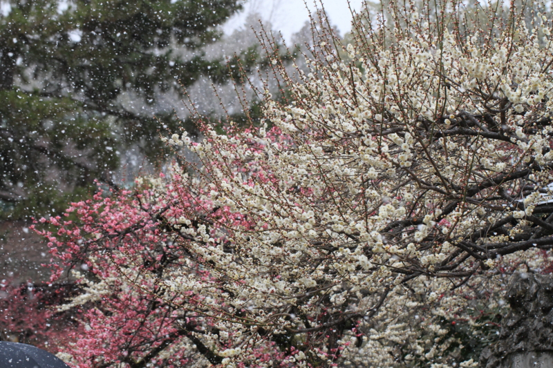 f:id:hiroshisj:20140317162935j:image