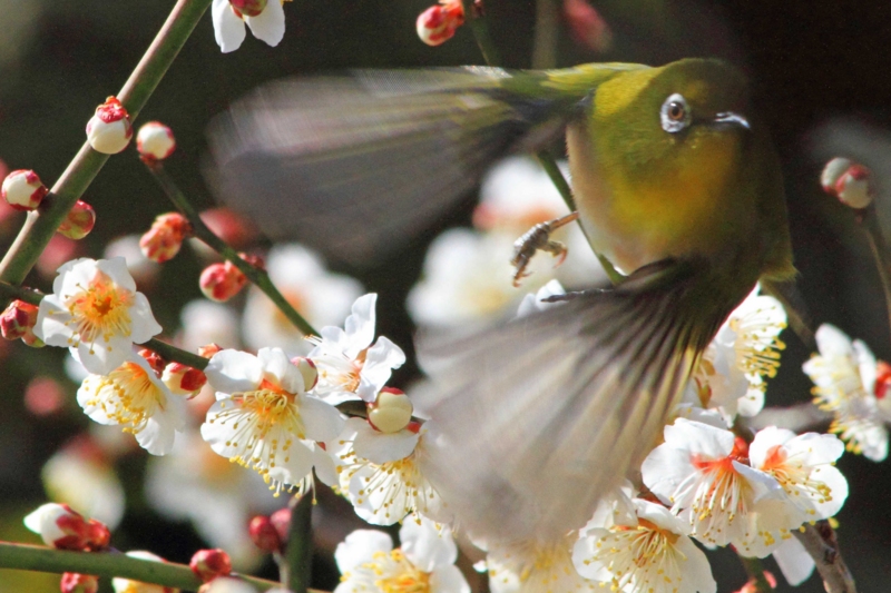 f:id:hiroshisj:20140317162957j:image