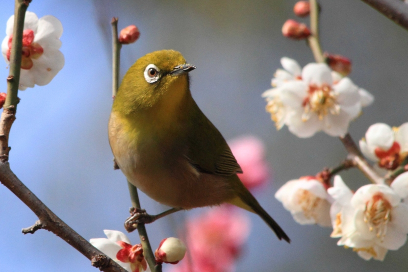 f:id:hiroshisj:20140317163036j:image