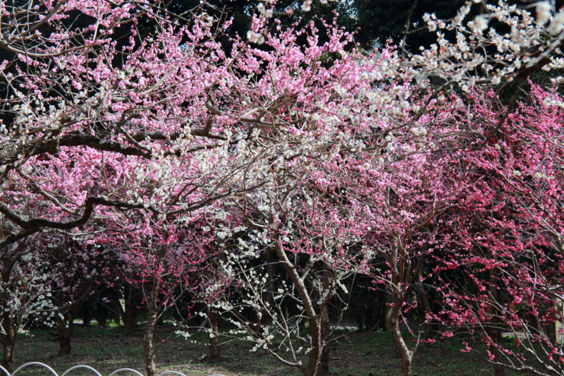 f:id:hiroshisj:20140317163055j:image
