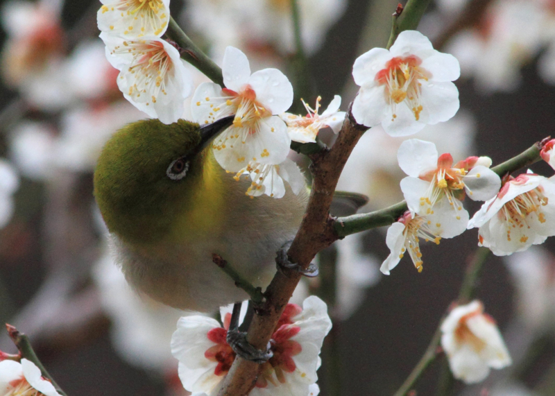 f:id:hiroshisj:20140317163627j:image