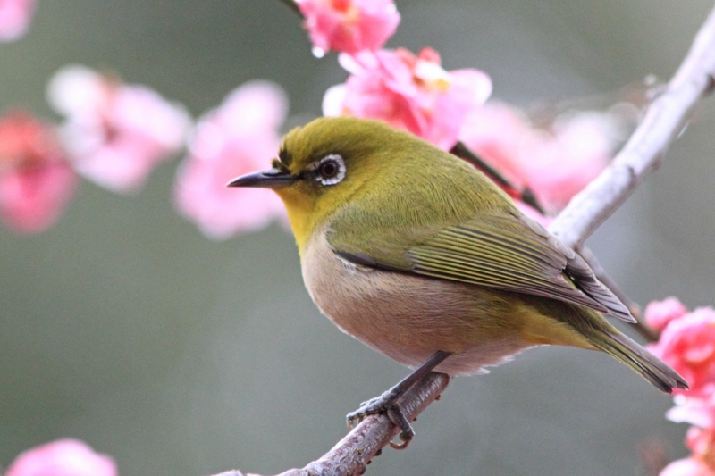 f:id:hiroshisj:20140317163721j:image
