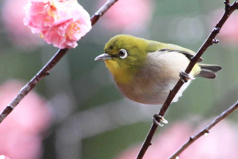 f:id:hiroshisj:20140317163811j:image