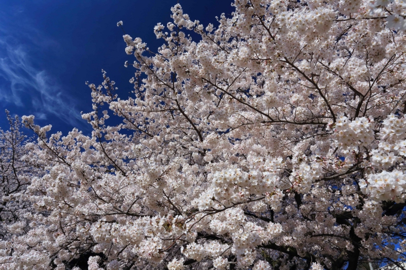 f:id:hiroshisj:20140405174920j:image f:id:hiroshisj:20140405174920j:image