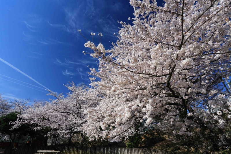 f:id:hiroshisj:20140405175045j:image f:id:hiroshisj:20140405175045j:image