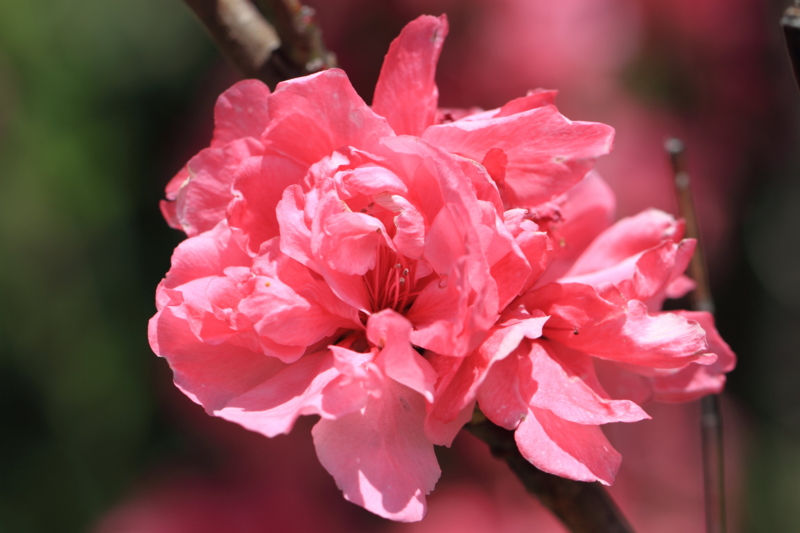 f:id:hiroshisj:20140411175544j:image f:id:hiroshisj:20140411175544j:image