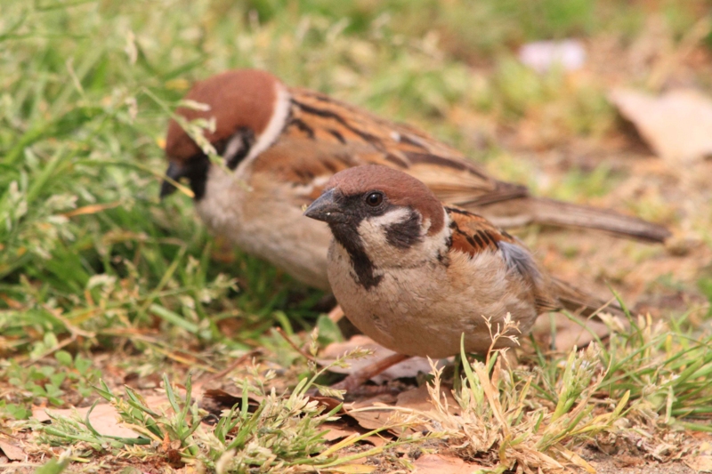 f:id:hiroshisj:20140417215501j:image f:id:hiroshisj:20140417215501j:image