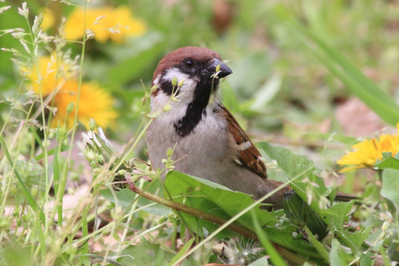 f:id:hiroshisj:20140417220209j:image f:id:hiroshisj:20140417220209j:image