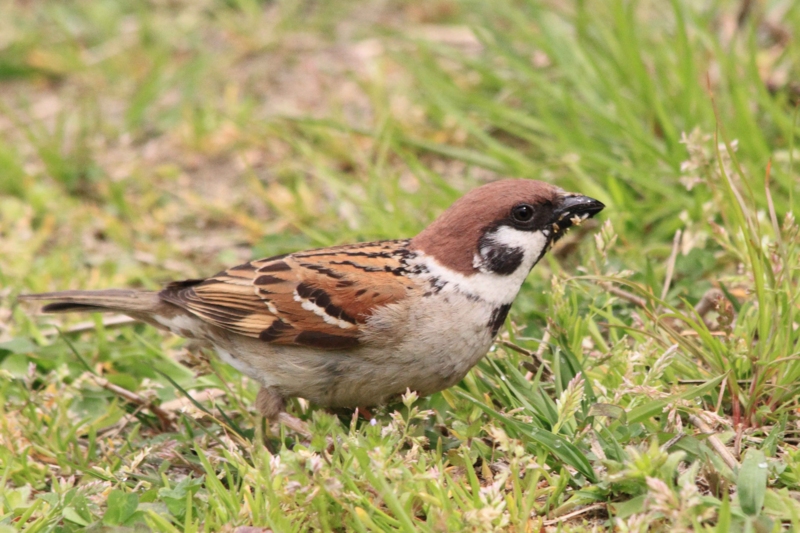 f:id:hiroshisj:20140417221434j:image f:id:hiroshisj:20140417221434j:image