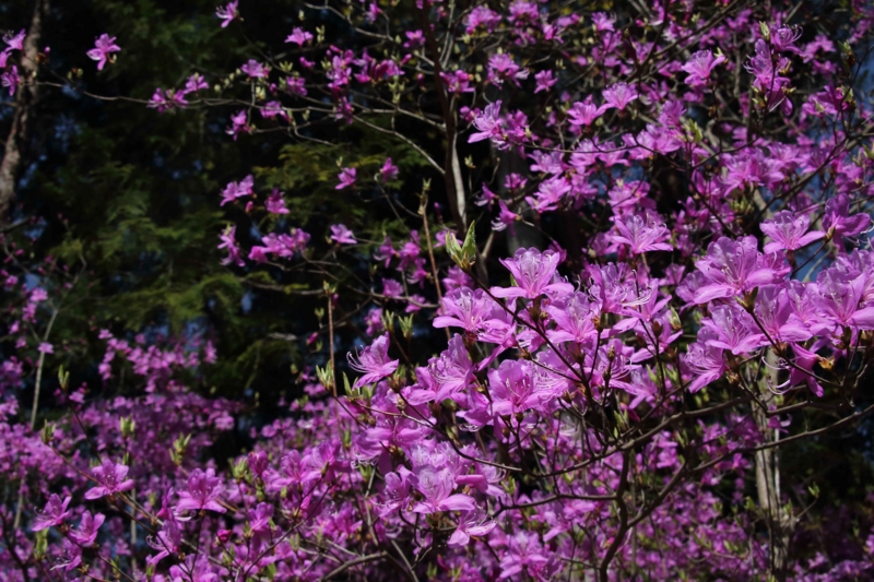 f:id:hiroshisj:20140420172725j:image