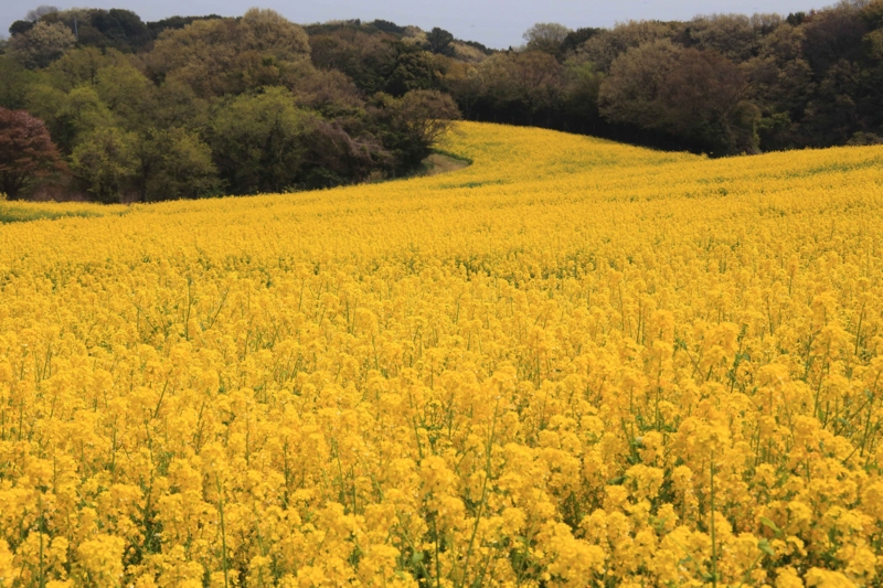 f:id:hiroshisj:20140423205207j:image