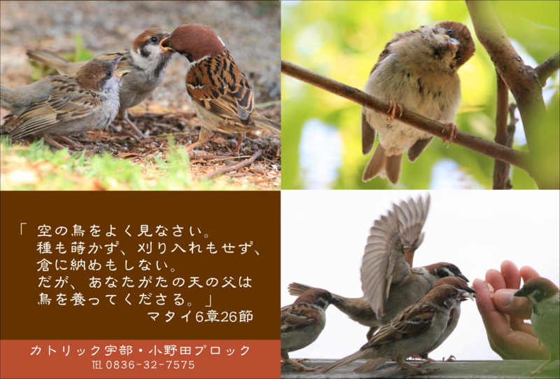祈りの小箱(165)『空の鳥をよく見なさい』 - 片柳神父のブログ「道の 