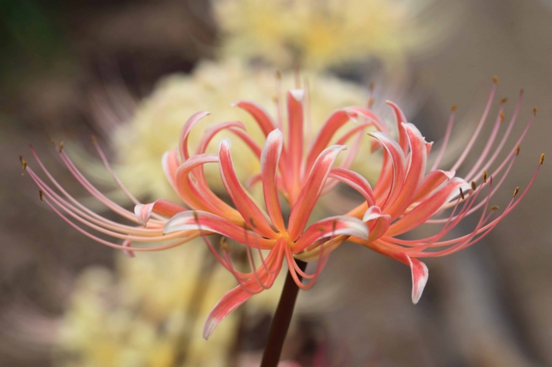 f:id:hiroshisj:20140924163246j:image f:id:hiroshisj:20140924163246j:image