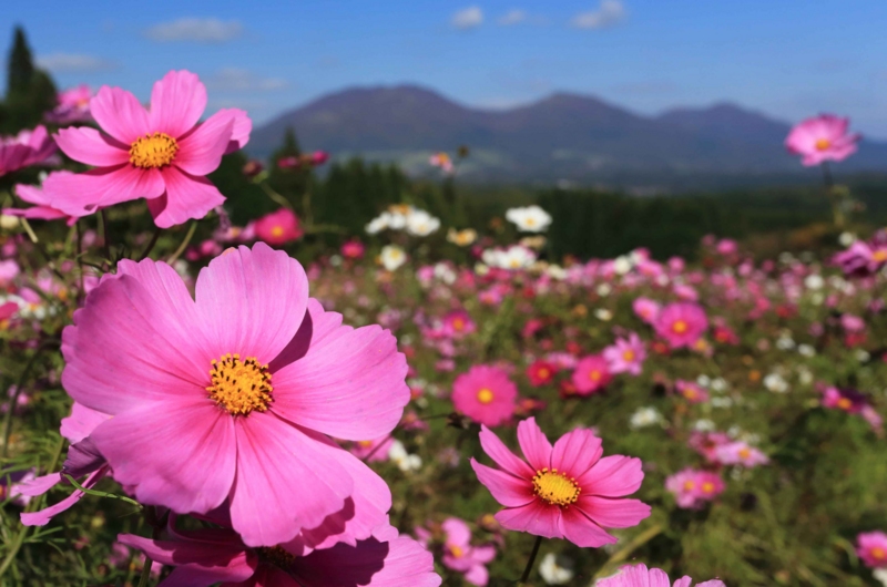 f:id:hiroshisj:20141103183253j:image