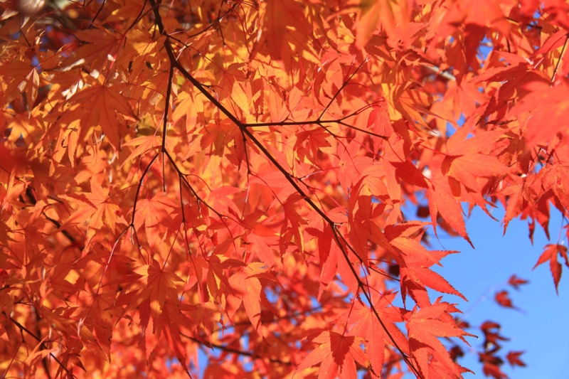 f:id:hiroshisj:20141103193022j:image