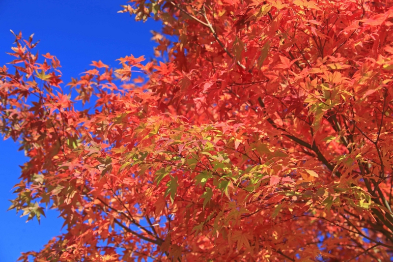 f:id:hiroshisj:20141103193106j:image