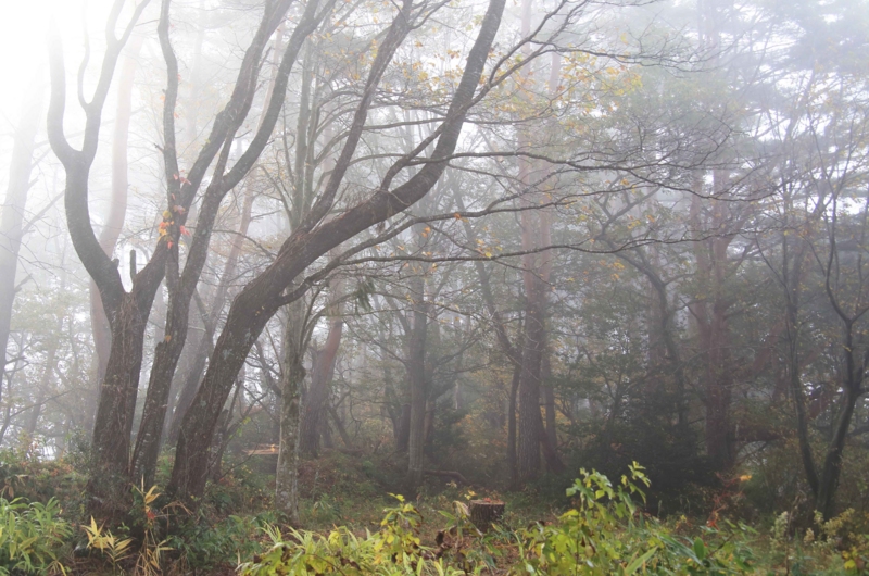 f:id:hiroshisj:20141103231358j:image