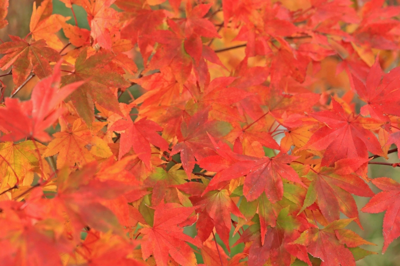 f:id:hiroshisj:20141116200116j:image f:id:hiroshisj:20141116200116j:image