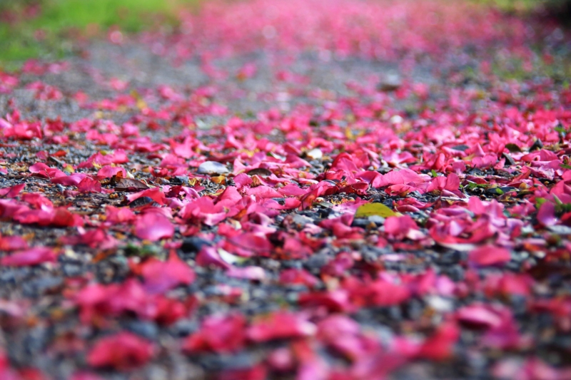 f:id:hiroshisj:20141201170725j:image