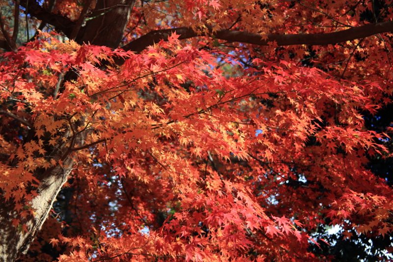 f:id:hiroshisj:20141201170854j:image