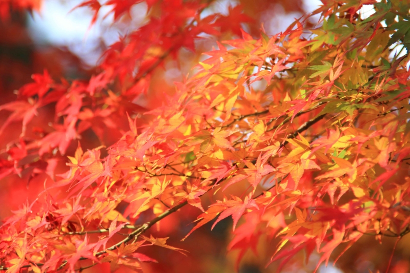 f:id:hiroshisj:20141201171019j:image