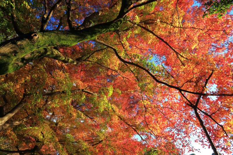f:id:hiroshisj:20141201171043j:image