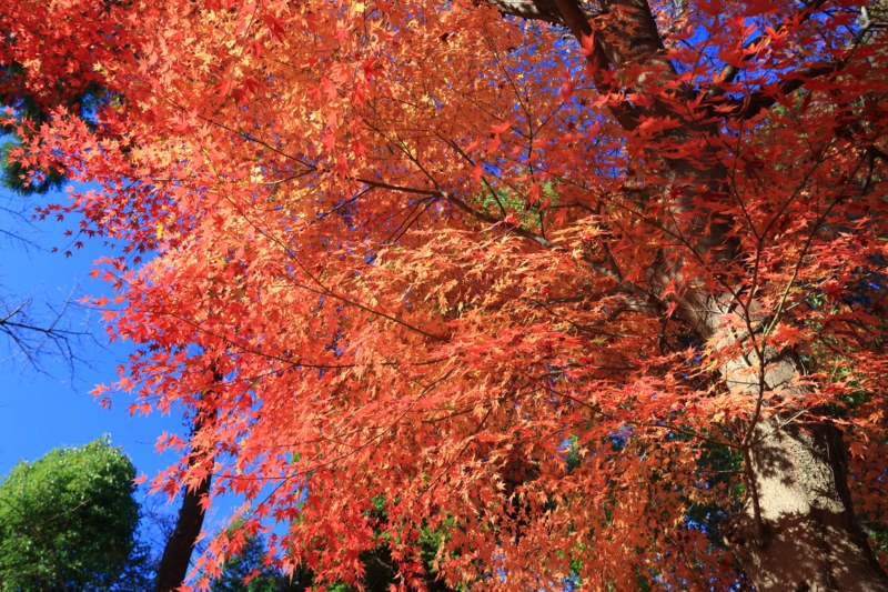 f:id:hiroshisj:20141201171113j:image