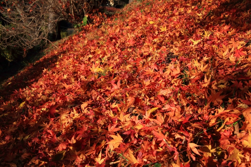 f:id:hiroshisj:20141201171617j:image