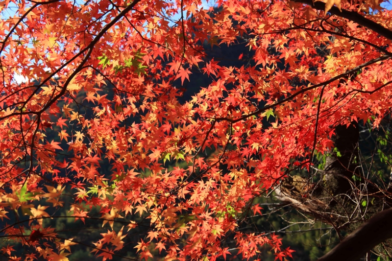 f:id:hiroshisj:20141201171639j:image