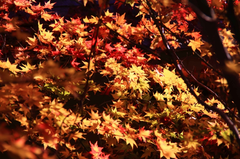 f:id:hiroshisj:20141201171701j:image