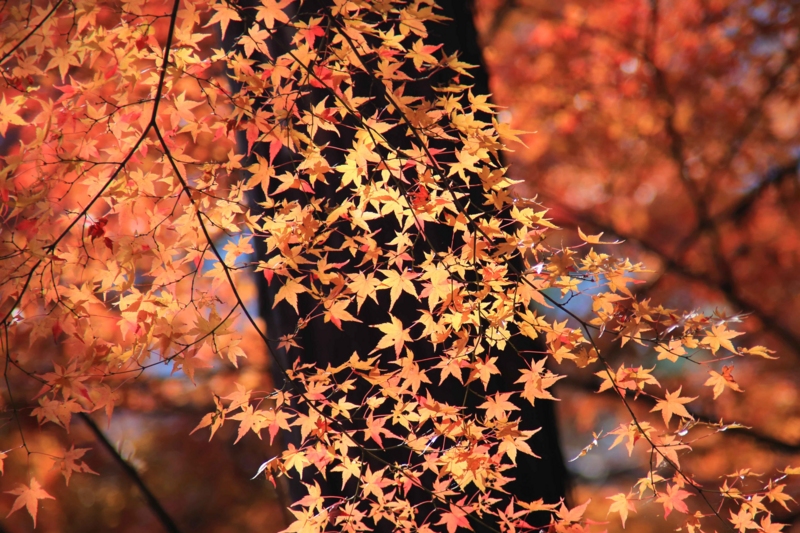 f:id:hiroshisj:20141206212055j:image