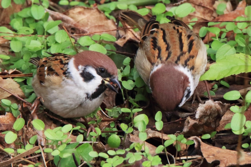 f:id:hiroshisj:20141209193233j:image f:id:hiroshisj:20141209193233j:image