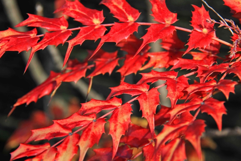 f:id:hiroshisj:20141214211041j:image