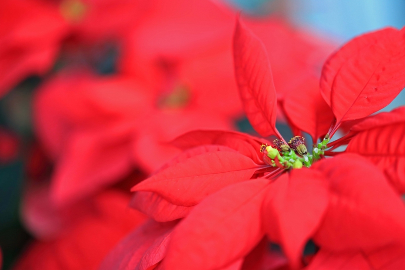 f:id:hiroshisj:20141225235355j:image