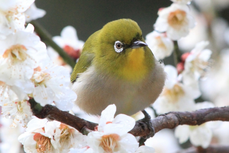 f:id:hiroshisj:20141231201010j:image