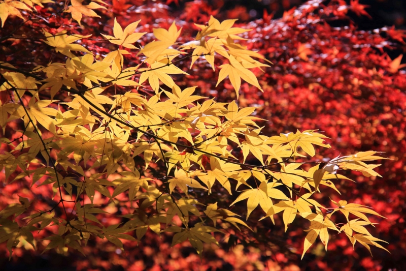 f:id:hiroshisj:20141231201218j:image