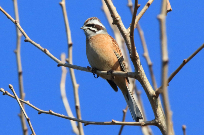 フォト・ライブラリー(493)ときわ公園の花と鳥たち - 片柳神父の