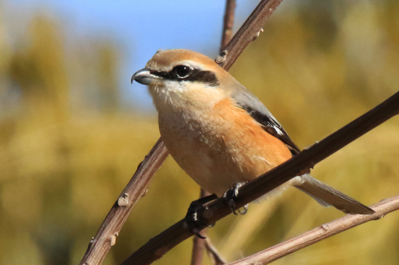 フォト・ライブラリー(493)ときわ公園の花と鳥たち - 片柳神父の