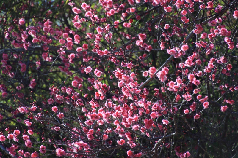 f:id:hiroshisj:20150216180813j:image f:id:hiroshisj:20150216180813j:image