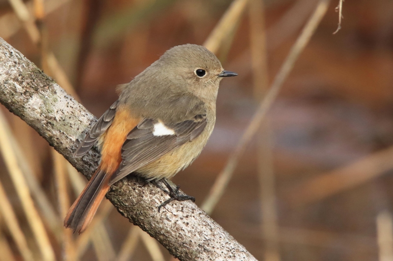 フォト・ライブラリー(495)江汐公園の鳥たち - 片柳神父のブログ「道の