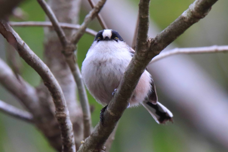 f:id:hiroshisj:20150228203125j:image