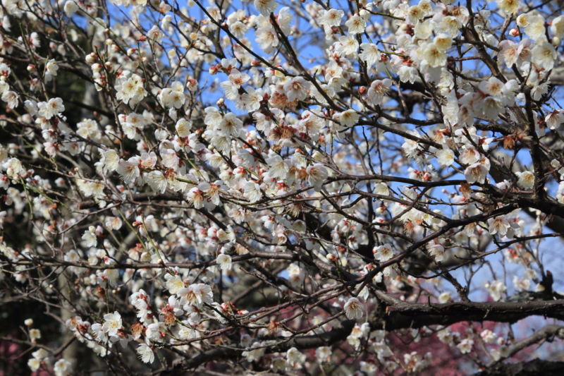 f:id:hiroshisj:20150304203816j:image