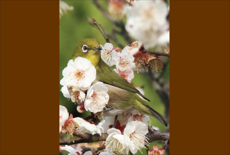 f:id:hiroshisj:20150304203925j:image