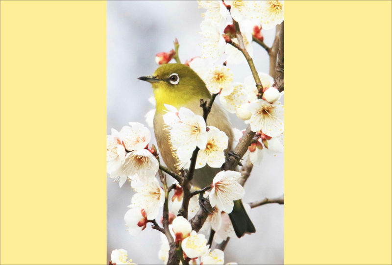 f:id:hiroshisj:20150304203950j:image