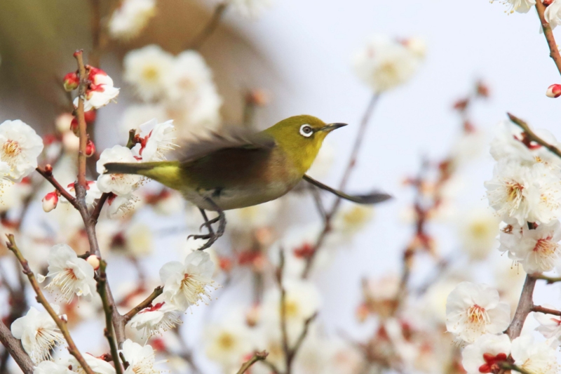 f:id:hiroshisj:20150304203954j:image