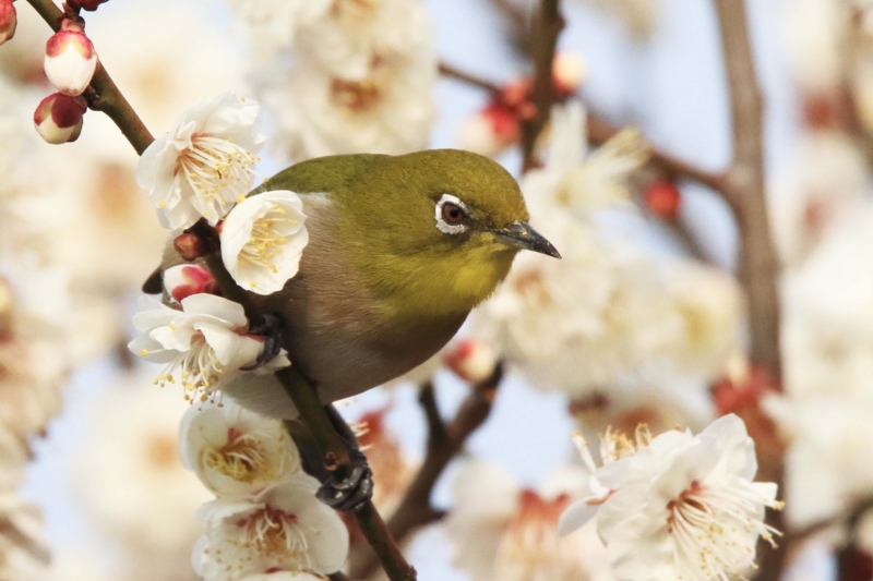 f:id:hiroshisj:20150304204034j:image