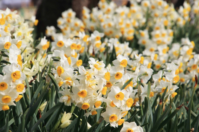 f:id:hiroshisj:20150304204730j:image