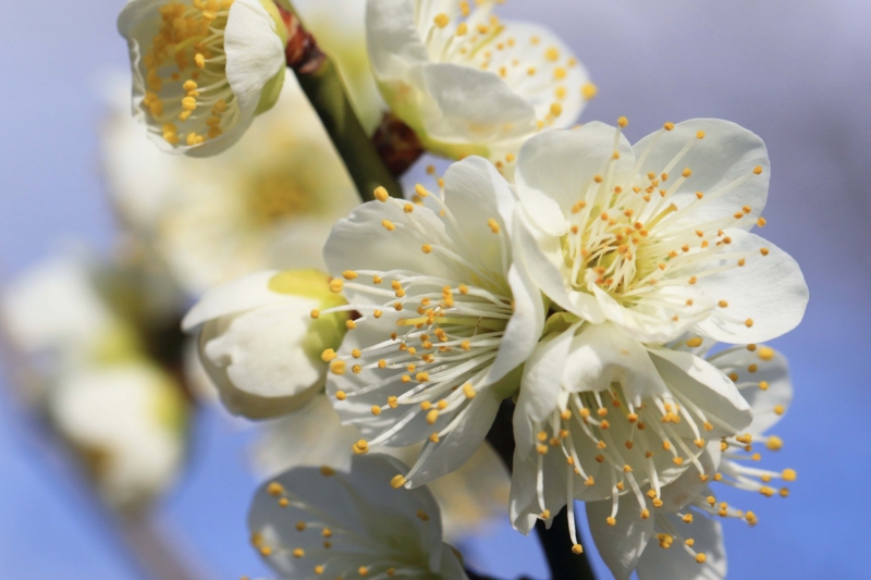 f:id:hiroshisj:20150304204812j:image